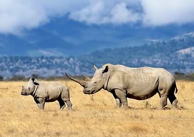 Rhino Mother and Calf in Savannah