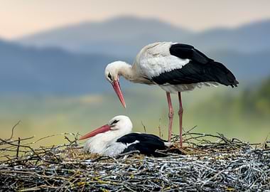 Two Storks in a Nest