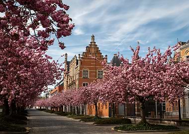 Blooming Cherry Trees Line Cobblestone Street