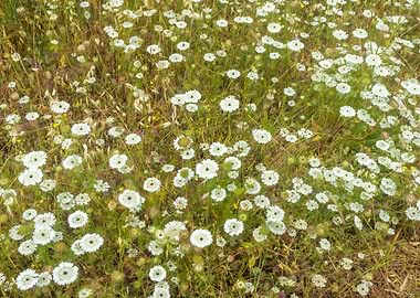 Field of White Wildflowers