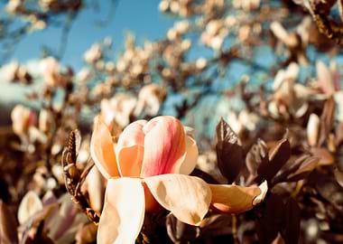 Magnolia Blossom in Soft Light