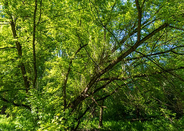 Lush Green Forest Canopy