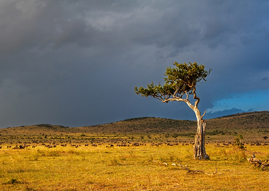 Wildebeest migration under stormy skies