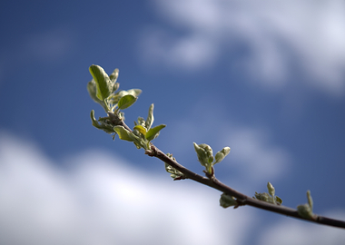 New Growth on a Branch Against the Sky
