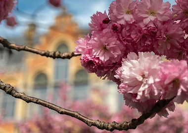 Pink Cherry Blossoms on Branch