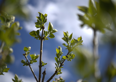 New Spring Growth Against Blue Sky