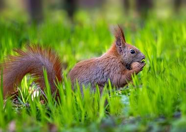 Squirrel eating a nut in grass