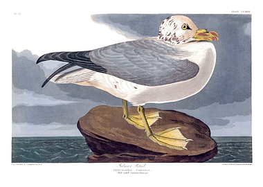 The Birds of America - Palmer's Petrel