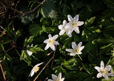 White Anemone Flowers in Green Foliage