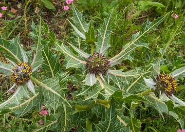Thorny plant with yellow flowers
