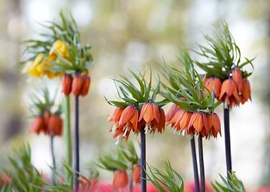 Fritillaria imperialis flowers in bloom