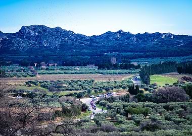 Cycling race through olive groves