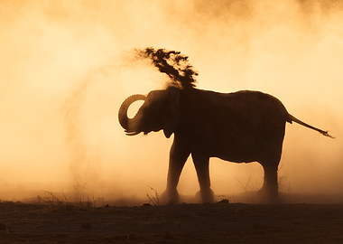 Elephant spraying dust at sunset