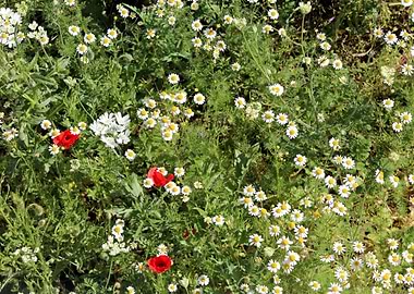 Red and white flower field