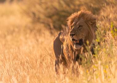 Lion in golden savanna grass