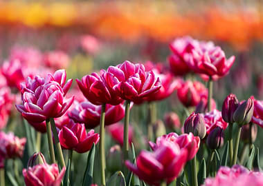 Vibrant Pink Tulips in Bloom