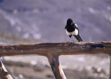 Magpie perched on a railing