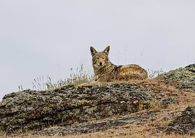 Regal Coyote