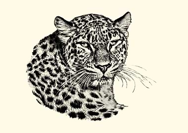 Leopard Portrait Sketch
