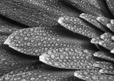 Macro Flower Petals with Dew Drops