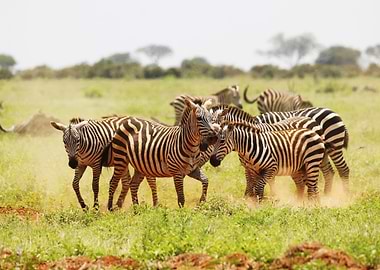Zebras in a Savannah Landscape