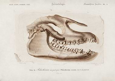 Fossilized Palæotherium skull and jaw