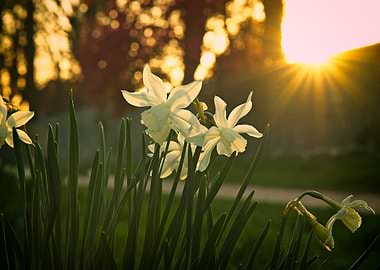 Daffodils in Golden Sunset Light, Gräfte Soest