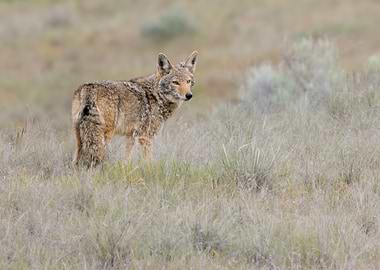 A Coyote Invites You on a Quest