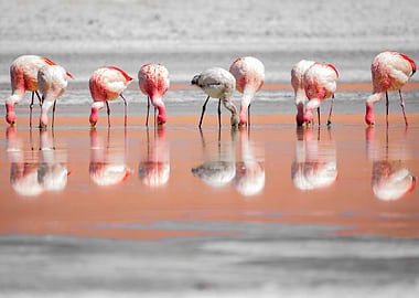 Flamingos feeding in shallow water