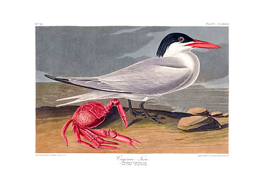 The Birds of America - Cayenne Tern