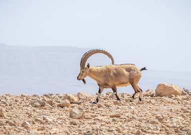 Ibex walking on rocky terrain