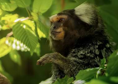 Marmoset Monkey in Green Leaves