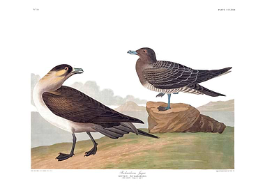 The Birds of America - Richardson's Jager
