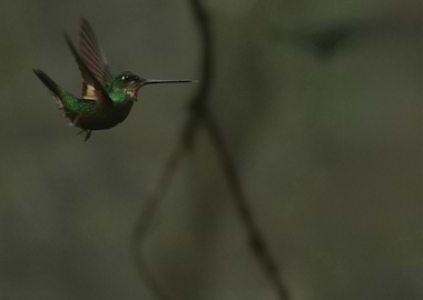Hummingbird in Flight