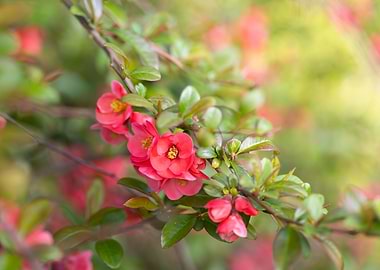 Pink Japanese Quince Blossoms