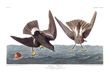 The Birds of America - Wilson's Petrel