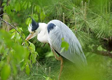 Grey Heron in Greenery
