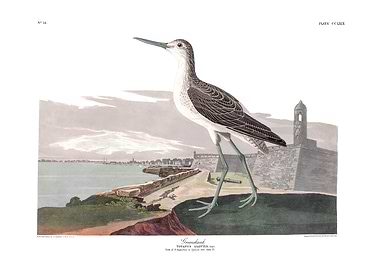 The Birds of America - Greenshank
