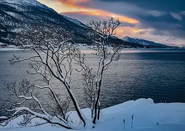Snow-covered tree by a winter lake