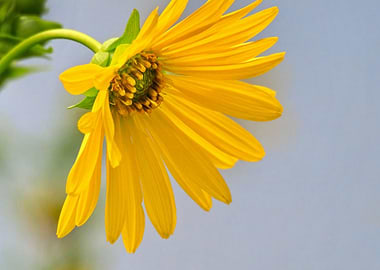 Yellow Flower