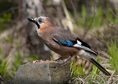 Eurasian Jay