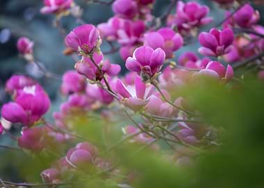 Pink Magnolia Blossoms in Bloom