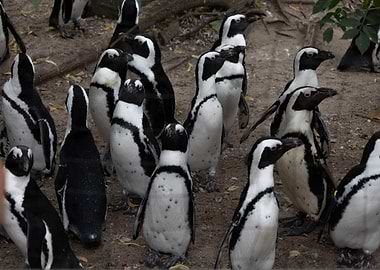 Group of African Penguins on Sandy Ground