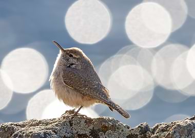 Glamorous Rock Wren