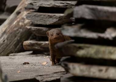 Curious Mongoose Peeking Through Rocks