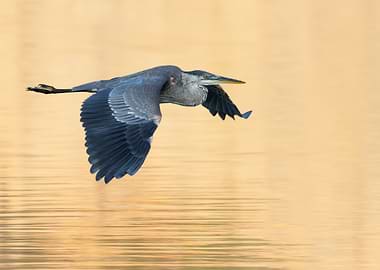 Heron on a Golden Morning