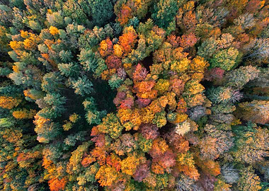 Aerial view of autumn forest canopy