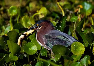 Green Heron Catches a Frog