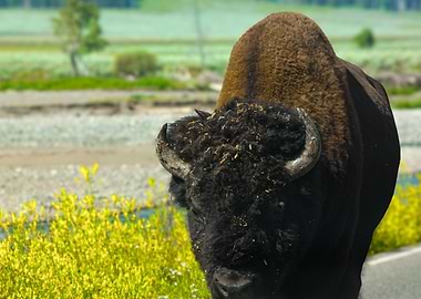 Bison in Yellowstone