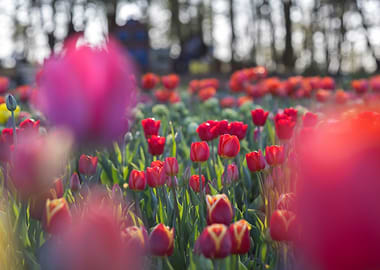 Field of Red and Pink Tulips